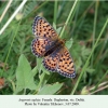 argynnis aglaja daghestan machokh female 1